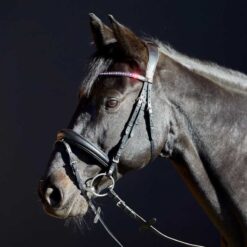 Cabezada para filete Kieffer Priya Kieffer comprar equipación equitación España