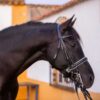 Cabezada de doble rienda con refuerzo blanco en frontalera y muserola Marjoman Distribution comprar equipación equitación España