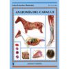 LIBRO: GUIA. ANATOMIA DEL CABALLO -