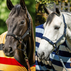 Cabezada Cuadra Horsewear Newmarket Con Ramal