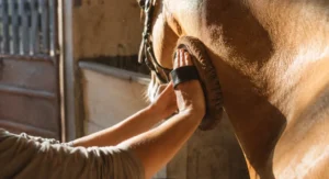 Aseo del caballo: cepillando con bruza blanda antes de montar